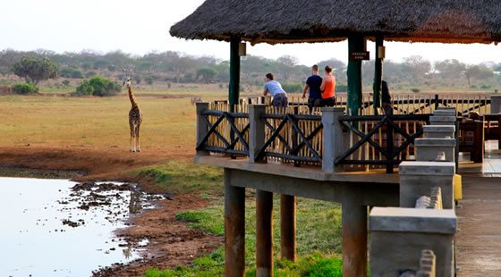 Voi Wildlife Lodge Game Viewing